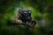 Black Mantle Tamarin monkey from Sumaco National Park in Ecuador. Wildlife scene from nature. Tamarin siting on the tree branch in