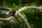 Black Mantle Tamarin (Saguinus nigricollis), monkey from Sumaco National Park in Ecuador. Wildlife scene from nature. Tamarin