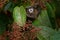 Black Mantle Tamarin (Saguinus nigricollis), monkey from Sumaco National Park in Ecuador. Wildlife scene from nature. Tamarin