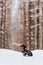 black marbled dachshund sits in the snow in the forest and looks away. sausage dog. pet on walk. snowfall. Pine forest. portrait