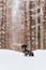 Black marbled dachshund sits in the snow in the forest and looks away. sausage dog. pet on walk. snowfall. Pine forest. portrait