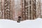 black marbled dachshund sits in the snow in the forest and looks away. sausage dog. pet on walk. snowfall. Pine forest. portrait