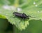 Black march fly on a grean leaf