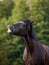 Black mare draft horse smiling on command in the evening sunlight on green forest background