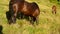Black mare and foal grazing together on pasture in late summer
