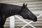 Black mare horse with long mane posing near stable in spring daytime