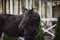 Black mare horse with long mane posing near stable in spring daytime