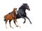 Black mare and sorrel foal gallop