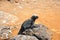 A black marine Iguana