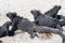 Black marine iguanas on beach