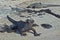 Black marine sea Galapagos iguana close up endemic to Galapagos islands Ecuador