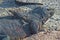 Black marine sea Galapagos iguana with small lizard on the back close up endemic to Galapagos islands Ecuador