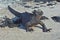 Black marine sea Galapagos iguana sunbathing close up endemic to Galapagos islands Ecuador