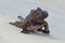 Black marine sea Galapagos iguana walking on the beach close up endemic to Galapagos islands Ecuador