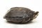 Black Marsh Turtle Siebenrockiella crassicollis Malayan Snail-eating turtle, Black Smiling Terrapin turtle on white background