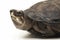 Black Marsh Turtle Siebenrockiella crassicollis Malayan Snail-eating turtle, Black Smiling Terrapin turtle on white background
