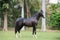 Black Marwari stallion poseing in garden. India