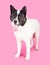 Black Mask Akita Standing Over Pink Background