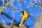 Black Masked Weaver - African Wild Bird Background - Acrobat for Gold