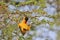 Black Masked Weaver - African Wild Bird Background - Agile Acrobat