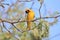 Black Masked Weaver - African Wild Bird Background - Funny Scratch