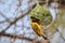 Black Masked Weaver - African Wild Bird Background - Hanging around Home