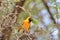 Black Masked Weaver - African Wild Bird Background - Peace Symbol