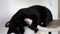 Black mature kittens play on a scratching post.