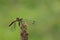 Black meadowhawk dragonfly