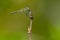 Black Meadowhawk Dragonfly - Sympetrum danae