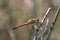 black meadowhawk perched on a little branch