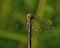 Black Meadowhawk, Sympetrum danae