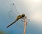 Black Meadowhawk, Sympetrum danae