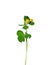 Black medic (Medicago lupulina)