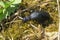 Black meloe beetle in the garden, closeup