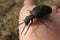 Black meloe beetle on the hand, closeup