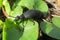 Black meloe beetle on plant in the garden, closeup
