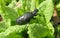 Black meloe beetle on primula leaves in the garden, closeup