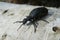 Black meloe beetle sitting on a birch tree stump, closeup