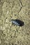 Black meloe proscarabaeus bug crawling on gray soil background