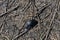 Black meloe proscarabaeus bug crawling on gray soil with dry twigs background