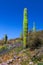 Black Mesa Trail Superstition Mountain Wilderness Arizona