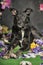 Black mestizo dog on a dark background