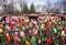 Black metal glasses looking through colorful flower field