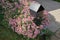 A black metal mailbox/letterbox surrounded by blooming pink Marguerite Daisy/flowers on side of a concrete driveway in a