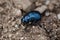 Black metallic Leaf Beetle close up