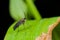 A black midge on green leaf