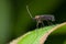 A black midge on green leaf