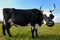 Black milch cow on green grass pasture