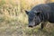 Black mini pig looking hopefully at the camera